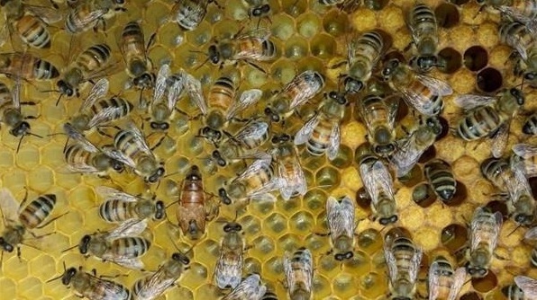 HiveHavenȻԳֲû3Dӡ䷿