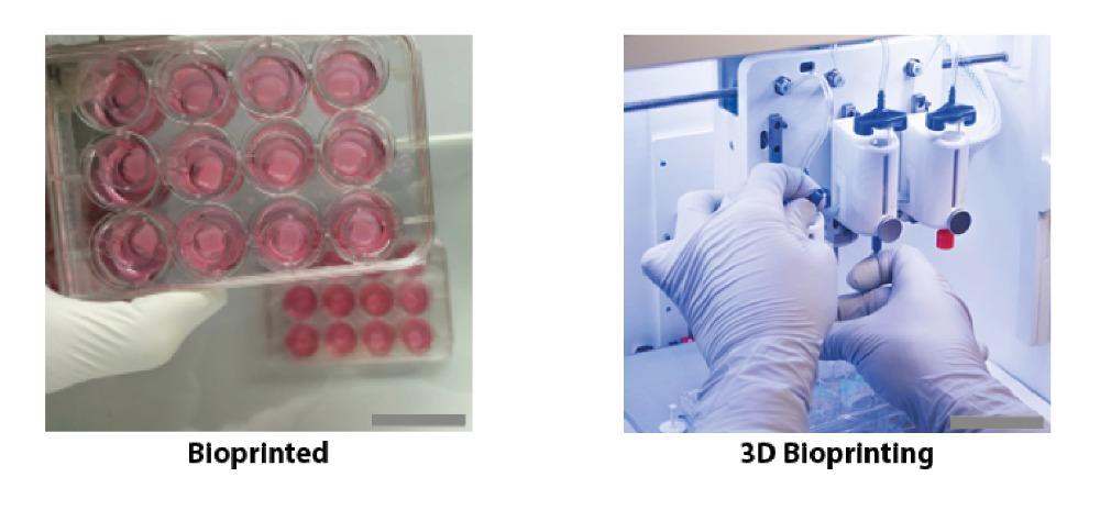 CTIBIOTECH正在為NOVOPLASM項目生產數百個CTISkin模型 CTIBIOTECH正在為NOVOPLASM項目生產數百個CTISkin模型