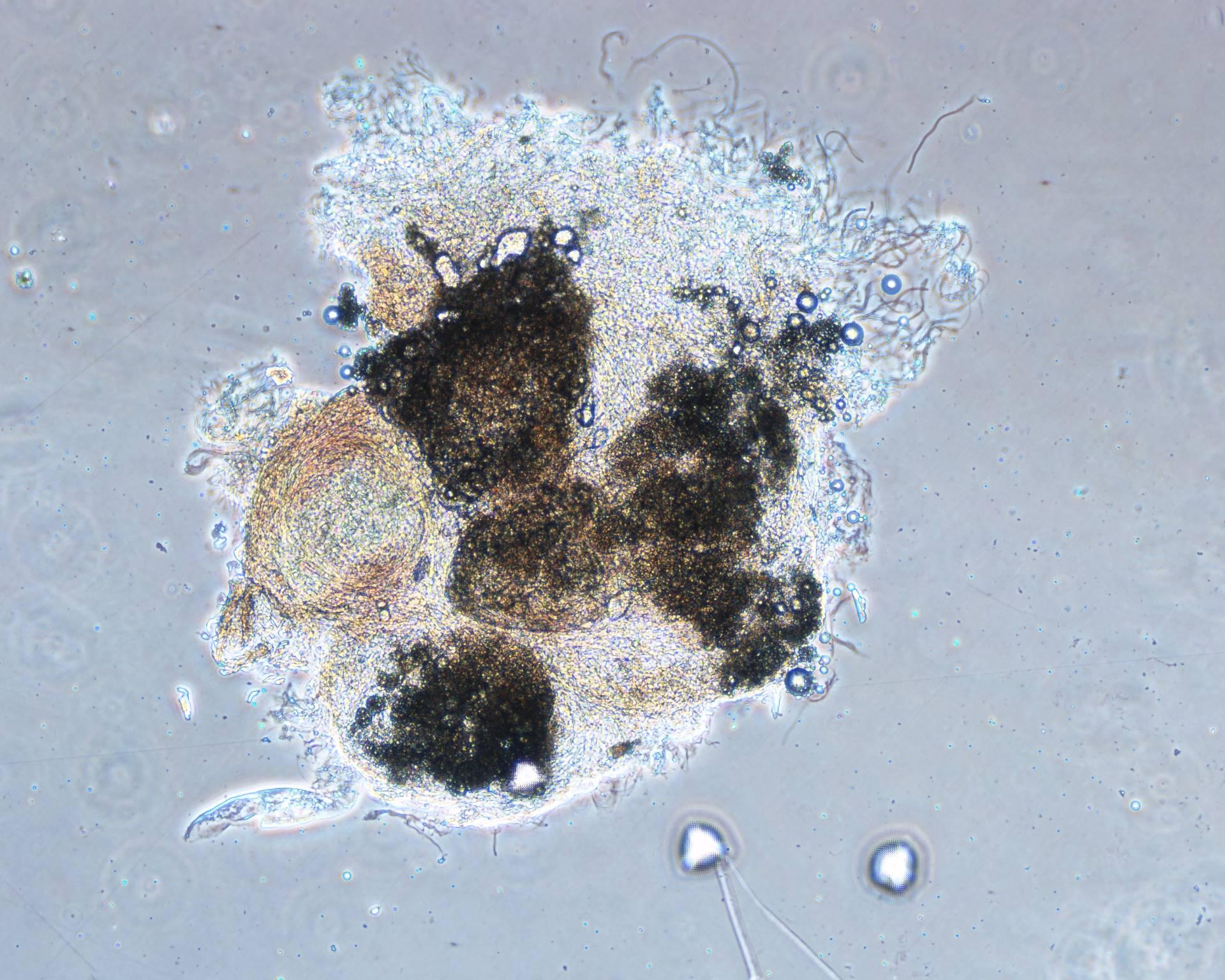 由CTI生物技術公司制備的皮脂細胞模型 由CTI生物技術公司制備的皮脂細胞模型